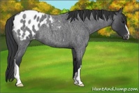 Horse Color:Blue Roan Appaloosa 