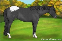 Horse Color:Blue Roan Varnish 