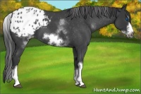 Horse Color:White Spotted Blue Roan Splash Frame Appaloosa