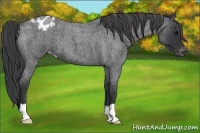 Horse Color:Blue Roan Varnish