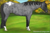 Horse Color:Blue Roan Varnish