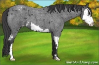 Horse Color:Blue Roan Splash Frame Varnish 