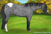 Horse Color:Blue Roan Appaloosa