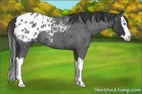 Horse Color:Blue Roan Splash Appaloosa