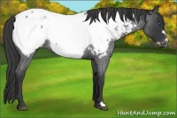 Horse Color:Blue Roan Frame Appaloosa Rabicano