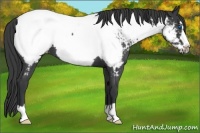 Horse Color:Blue Roan Frame Snowcap 