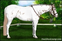 Horse Color:Liver Red Dun Roan Tobiano Frame Near Leopard Rabicano 