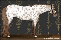 Horse Color:Liver Red Dun Roan Appaloosa