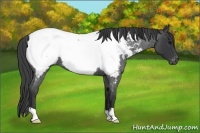 Horse Color:Blue Roan Snowcap 