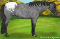Horse Color:Blue Roan Varnish 