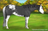 Horse Color:Blue Roan Splash Varnish 