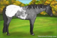 Horse Color:Blue Roan Snowcap 