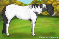 Horse Color:Blue Roan Tobiano Frame Near Fewspot 