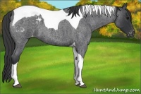 Horse Color:Blue Roan Tobiano Blanket 