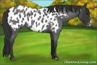 Horse Color:Blue Roan Frame Appaloosa 
