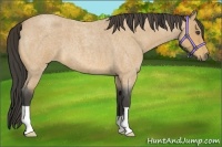 Horse Color:Buckskin Roan 