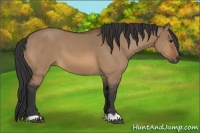 Horse Color:Bay Dun