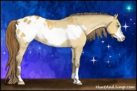 Horse Color:Amber Cream Champagne Roan Dun Frame Appaloosa 