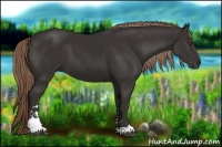 Horse Color:Liver Chestnut Sabino