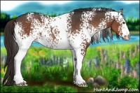 Horse Color:White Spotted Liver Chestnut Rabicano 