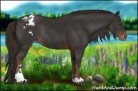Horse Color:Liver Chestnut Sabino Varnish Rabicano 