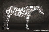 Horse Color:Smoky Grullo Appaloosa 