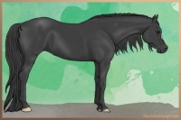 Horse Color:Smoky Black
