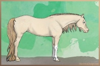 Horse Color:Perlino Dun Appaloosa 