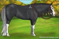 Horse Color:Black Splash