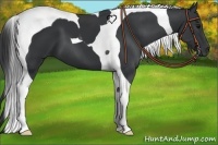 Horse Color:Black Tobiano 