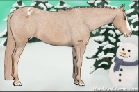 Horse Color:Chestnut Splash Appaloosa 