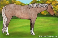 Horse Color:Silver Bay Roan 