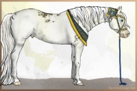 Horse Color:Liver Chestnut Sabino Splash