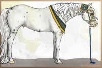 Horse Color:Liver Chestnut Sabino