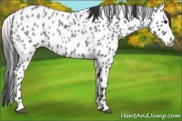 Horse Color:Blue Roan Appaloosa 