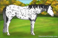 Horse Color:Blue Roan Splash Appaloosa 