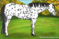 Horse Color:Blue Roan Near Leopard 