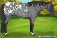 Horse Color:Blue Roan Appaloosa