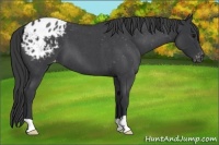 Horse Color:Blue Roan Varnish 