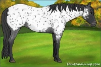 Horse Color:Blue Roan Near Leopard 