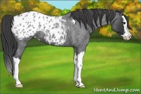 Horse Color:Blue Roan Splash Appaloosa 