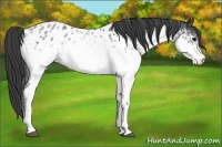 Horse Color:White Spotted Blue Roan Appaloosa