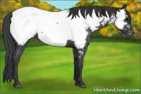 Horse Color:Blue Roan Appaloosa 