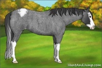 Horse Color:Blue Roan Splash Varnish 