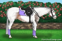 Horse Color:White Spotted Brown Splash Tobiano Appaloosa 