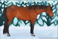 Horse Color:Brown Rabicano 