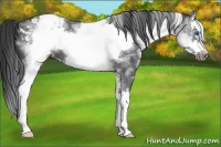 Horse Color:White Spotted Blue Roan Splash Frame Varnish 