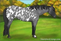 Horse Color:Blue Roan Appaloosa 