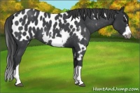 Horse Color:White Spotted Blue Roan Splash Frame Appaloosa 