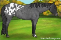 Horse Color:Blue Roan Appaloosa